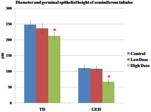 Figure 7. Effect of MgO NPs on the Tubule diameter (TD) and germinal epithelial height (GEH) of seminiferous tubules in different groups in male rats. Values were expressed as means ± SD.