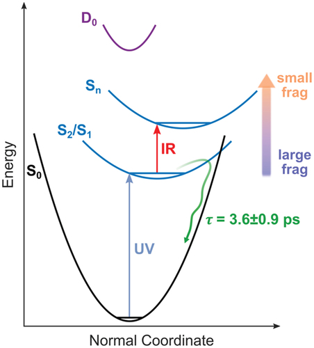 Figure 4. Schematic representation of the processes at play in protonated reserpine. UV excitation to S2/S1 occurs, inducing a relaxation down to the S0 state within 3.6 ps that can eventually lead to large fragments. The dynamics is probed by the 800 nm pulse that excites higher energy electronic states. This leads to the depletion of the channels inducing large fragments and the population to small fragments channels.