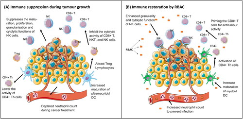 Figure 2. The immune restorative effects of rice bran arabinoxylan compound (RBAC). (A) shows some immune functions that are affected by tumour growth resulting in the suppression of antitumor activity. (B) shows the biological response-modifying effects of RBAC restoring immune function in cancer patients.