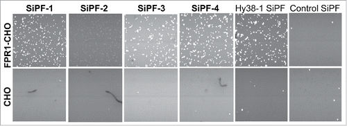 Figure 7. FMAT analysis of cell-binding of anti FPR1 antibodies as IgG supernatant generated using the SiPF platform. Four different FPR1 binding antibodies identified from cell-based phage display selections are shown. Hy38-1 SiPF is a positive control antibody known to recognize FPR133 that has been expressed using the SiPF platform.