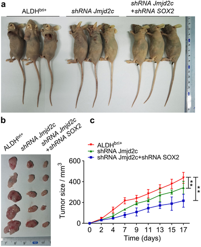 Figure 5. The tumorigenic capacity of Jmjd2c-silenced and Jmjd2c-SOX2-silenced ALDHbri+ CSCs in BALB/c nude mice. (a) The image of the BALB/c nude mice bearing tumors. (b) The tumors isolated from the groups of a were arranged and displayed. (c) The statistical analysis of the tumor sizes of the three groups within the 17 d. Data were represented as means±SD, n ≥ 3; **p < 0.01.