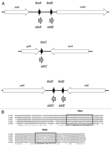 Figure 1. Ibs-Sib loci in E. coli MG1655. (A) Genetic organization of the loci. (B) Alignment of the five sib gene sequences from E. coli MG1655. The Target Recognition Domains (TRD1 and TRD2) are indicated as determined by Han, et al.Citation16