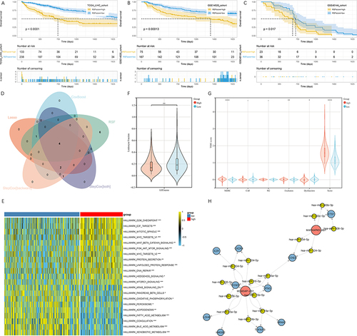 Figure 6 Identification of the core CD8 Tex-related lncRNAs. (A–C) Prognostic difference between high- and low-score groups. (A) TCGA-LIHC cohort, (B) GSE14520 cohort and (C) GSE40144 cohort. (D) Intersection of variables selected by LASSO, CoxBoost, RSF, stepCox (both) and stepCox (backward) algorithms. (E) Enriched pathways in high-risk and low-risk groups. (F) Leukocyte fractions of high- and low-score groups. (G) TIDE scores of high- and low-score groups. (H) CeRNA network of CD8 Tex-related mRNAs and lncRNAs. * P < 0.05, ** P < 0.01, *** P < 0.001, **** P < 0.0001.