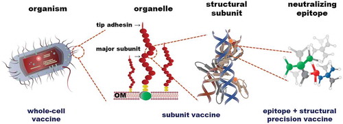 Figure 1. A scheme to illustrate vaccinology evolution. From conventional vaccinology to reverse vaccinology and further to structural vaccinology, leading from whole-cell vaccines, to subunit vaccines and then structural epitope vaccines.