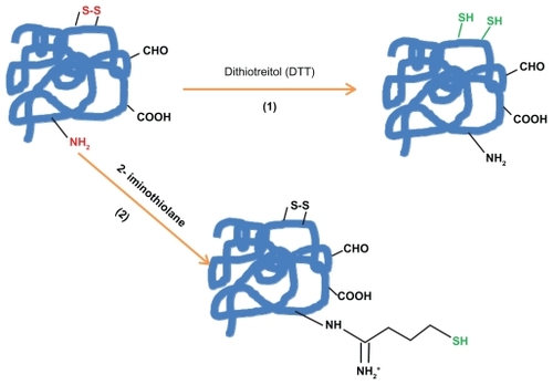 Figure 1a The introduction of sulfhydryl groups by: 1) the reduction of protein disulfide bonds using reductive agents such as dithiotreitol (DTT = Cleland’s reagent). 2) Coupling protein primary amino groups with 2-iminothiolane (Traut; s reagent).