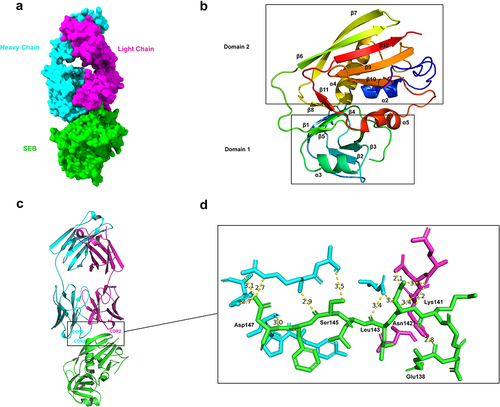 Figure 2. Hm0487 recognizes a novel liner epitope in SEB.