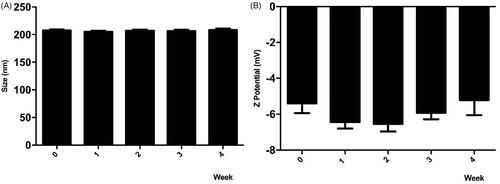 Figure 2. Stability of PHBV-iE-DAP NPs. The size and Z potential of different synthesized nanoparticles' batches were determined and stored at 4 °C for 4 weeks using DLS. Results are expressed as the mean ± standard deviation of triplicate determinations of three independent experiments. One-way ANOVA was performed with the Bonferroni test as statistical analysis. n.s. = not significant.