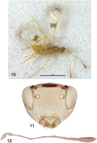 Figures 10–12. Palaeoneura razii Anwar, Zeya and Usman sp. nov., holotype, ♀: (10) habitus; (11) head, frontal; (12) antenna.