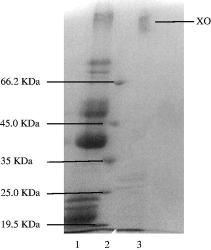 Figure 1. SDS-PAGE of bovine milk xanthine oxidase. The pooled fractions from ammonium sulfate precipitation and affinity chromatography (Sepharose-4B, l-tyrosine, p-aminobenzamidine) were analyzed by SDS-PAGE (12% and 3%) and revealed by Coomassie Blue staining. Experimental conditions were as described in the method. Lane 1 proteins in ammonium sulfate precipitation. Lane 2 contained 3 µg of various molecular mass standards. Fifteen micrograms of purified xanthine oxidase (lane 3) migrated with a mobility corresponding to an apparent Mr 150 kDa.