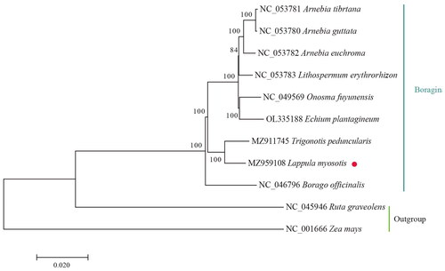 Figure 3. Phylogenetic tree reconstruction of 11 samples using maximum likelihood based on the complete chloroplast genome. The numbers on branches are bootstrap support values. Sequence data were obtained from the NCBI database.