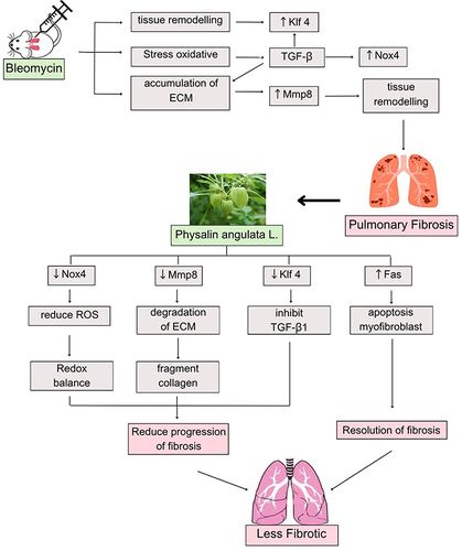 Figure 1 The schematic diagram of the mechanism of the Physalis angulata L. on pulmonary fibrosis.