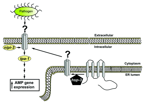 Figure 1. HSP-3 contains a C-terminal KDEL motif and an N-terminal signal sequence and is therefore predicted to be a resident ER protein. We diagram an alternative model to that suggested by Couillault et al. Given the chaperone activity and predicted ER localization of HSP-3, we suggest that HSP-3 does not play a direct role in signaling with NIPI-3 and TPA-1, which are likely cytoplasmic signaling proteins. Rather, HSP-3 may be required for the processing of an additional signaling molecule within the ER that matures through the secretory pathway and acts as an intermediate in signaling between NIPI-3 and TPA-1. Given that hsp-3 mutants have a Nipi phenotype, a prediction of this model is that mutations in the unidentified substrate may also produce a Nipi phenotype. We suggest that this unidentified molecule is a transmembrane protein, although it is also possible that it could encode a secreted membrane anchored protein. Loss of function mutations in this hypothetical hsp-3 client would act genetically upstream of tpa-1 but downstream of nipi-3, just as the authors described for hsp-3.