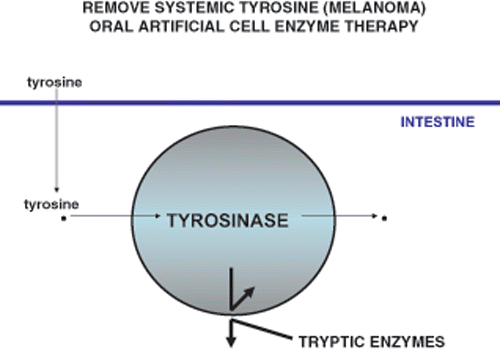 Figure 7. Oral artificial cells containing tyrosinase can selectively lower the systemic tyrosine level.