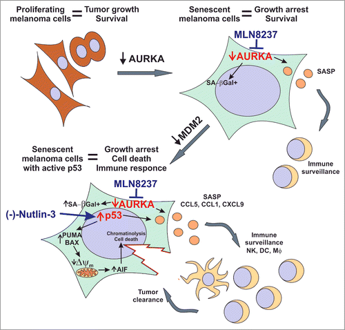 Figure 1. The antitumor activity of combined therapy eliciting senescence and antitumor immunity. Anticancer responses to dual therapy co-targeting p53 with the MDM2 inhibitor (-)-Nutlin-3 and AURKA with the inhibitor MLN8237. AURKA – aurora kinase A; SA-βGal - senescence-associated β-galactosidase; SASP - senescence-associated secretory phenotype; Δψm – mitochondrial membrane potential; AIF – apoptosis-inducing factor; NK– NK cell; DC – Dendritic cell; Mφ - Macrophage.