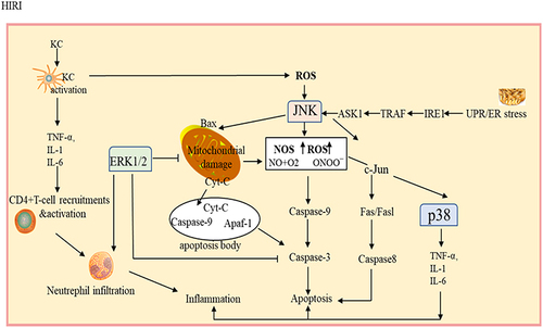 Figure 1 MAPK-related signaling pathways involved in hepatic ischemia-reperfusion injury. p38, Jnk and ERK participate in the regulation of liver ischemia-reperfusion injury through death receptor pathway, mitochondrial apoptosis pathway, endoplasmic reticulum reactive apoptosis pathway and oxidative stress pathway, etc.