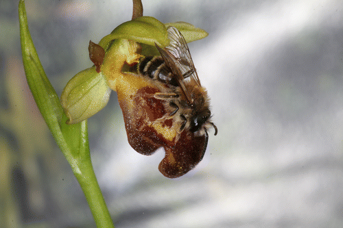 Figure 3. Field trip Andrena gravida on Ophrys pelinaea, Samos, Iraeon. © Hannes F. Paulus, University of Vienna. Reproduced by permission of Hannes F. Paulus. Permission to reuse must be obtained from the rightsholder.