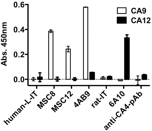 Figure 2. ELISA, specific binding of CA9 and CA12 antibodies. Ab, antibody; pAb, polyclonal antibody; IT, isotype; L-IT, lambda isotype; CA, carbonic anhydrase. Data represent two independent experiments each in quadruplicates.