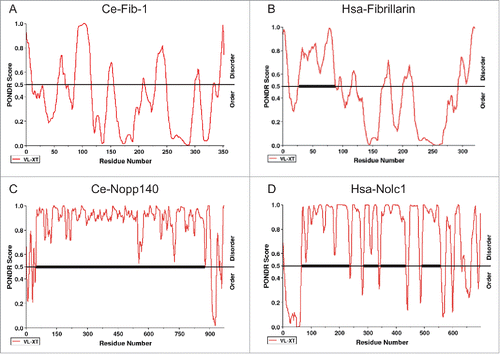 Figure 1. The predicted distribution of the intrinsically disordered regions in 2 major nucleolar proteins, FIB-1/fibrillarin (A and B) and Nopp140/Nolc1 (C and D), in C. elegans (A and C, indicated as Ce-Fib-1 and Ce-Nopp140) and human (B and D, indicated as Hsa-Fibrillarin and Hsa-Nolc1). Results reveal that the thermodynamic patterns and tendencies between the 2 homologous gene sets are conserved. Higher PONDR scores reflect a stronger tendency toward intrinsic structural disorder. Notably, the central region of Nopp140, with a tandem pair of acidic and basic regions,Citation30 significantly coincides with the low-complexity region. Scoring was based on the VX-LT algorithm. The sequence prediction analyses were determined by PONDR (www.pondr.com).