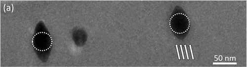 Figure 6. TEM micrographs for two large Fe NPs (presumably with 50 nm diameters) under irradiation with 50 MeV Ag ions to the maximum fluence of 8 × 1014 ions.cm−2, (a) and (b), respectively. The white dot circles represent the original nanoparticle size. The direction of the ion beam is indicated by the white arrows for the particles.