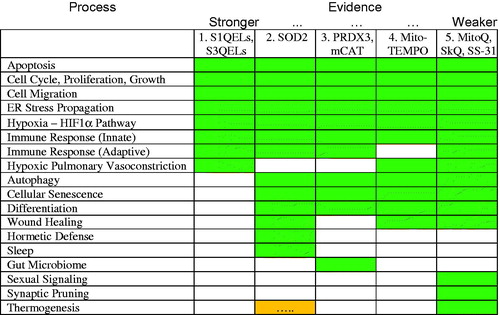 Figure 4. Physiological processes in which mitochondrial superoxide and/or hydrogen peroxide are implicated. Ranked representation of Table 1. Entries are ranked in order of the criteria shown in Figure 3 (and then alphabetically for entries with the same score). Green cells indicate a preponderance of papers reporting an effect, orange cells (marked “.....”) indicate a preponderance of papers reporting no effect, and white cells indicate that no relevant papers were identified (see color version of this figure at www.tandfonline.com/ibmg).