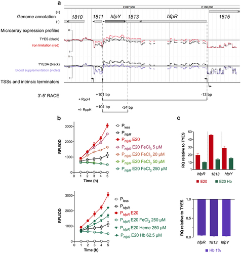 Figure 4. Transcriptional organization of the hfp locus and its regulation by iron availability. (a) genomic view of the hfpR-THC0290_1813-hfpY locus, microarray expression profiles and putative TSSs from Guérin et al. [Citation31] are shown (see legend of Figure 2). For iron limitation, cells were grown in TYES broth supplemented with 25 µM 2,2’-dipyridyl (red) or not (black); for blood supplementation, cells were from colonies grown on TYES agar (TYESA) covered by 10% defibrinated horse blood (violet) or not (black). 3’-5’ RACE: schematic representation of 5’ and 3’ ends identified by circular 3’-5’ RACE experiments. Positions of the two 5’ ends and of the 3’ end are relative respectively to start positions of hfpR, hfpY, and stop position of hfpY. (b) transcriptional regulation of the hfpR promoter by iron availability. Promoter activity was measured using whole-cell fluorescence of the wild-type strain carrying the reporter plasmid with 240 bp DNA upstream of hfpR (PhfpR). Bacteria were grown in iron depleted TYES broth (E20, 20 µM EDDHA) supplemented with a range of FeCl3 (upper panel) or with different iron sources (lower panel) as indicated. Cultures were inoculated at OD600 0.4 and fluorescence was measured during 5 h as described in materials and methods. Strain carrying the empty plasmid (Pless) was used as control. Values represent the mean and standard deviation of three independent experiments. (C) hfpR, 1813 and hfpY mRNA levels correlate with iron availability. RT-qPCR measurements were performed under iron depletion (upper panel) or high concentration of hemoglobin (lower panel) as described in Figure 2 using the wild-type strain grown in TYES broth, iron-depleted TYES (E20) supplemented with 1.25 µM haemoglobin (E20 Hb) or in TYES supplemented with 1% haemoglobin (Hb 1%).