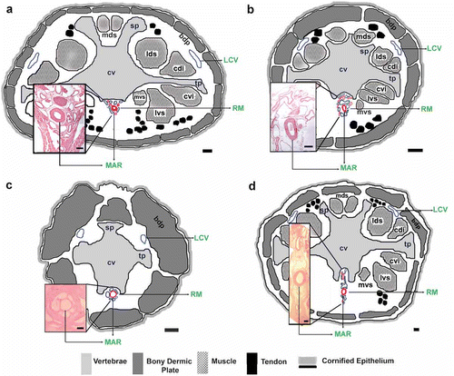 Figure 4. Tail transverse sections of the following armadillos. a, Dasypus hybridus; b, Chaetophractus vellerosus; c, Tolypeutes matacus; d, Euphractus sexcinctus. Scale bar: 1 mm. Inset histological images of the rete mirabile. HE staining. Scale bar: 200 µm. RM: rete mirabile of the medial coccygeal artery, MAR: main artery of the rete mirabile, LCV: lateral caudal veins, cv: coccygeal vertebrae, sp: spinous process, tp: transverse process, bdp: bony dermal plate, mvs: medial ventral sacrocaudal muscle, lvs: lateral ventral sacrocaudal muscle, cvi: caudal ventral intertransverse muscle, cdi: caudal dorsal intertransverse muscle, lds: lateral dorsal sacrocaudal muscle, mds: medial dorsal sacrocaudal muscle.