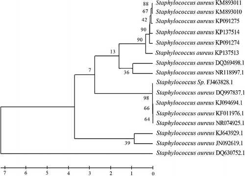 Figure 1. Comparative phylogenetic analysis of S. aureus (KM893010, KM893011, KP091274, KP091275, KP137513, KP137514) with other S. aureus strains from GenBank.
