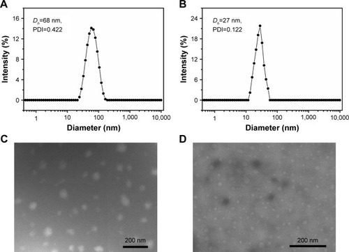 Figure 2 Physicochemical characterization of TSPCs- and SPCs-based self-assemblies.Notes: Particle size distribution of TSPCs-based self-assemblies (A) and SPCs-based self-assemblies (B). TEM images of TSPCs-based self-assemblies (C) and SPCs-based self-assemblies (D).Abbreviations: PDI, polydispersity index; SPCs, supramolecular prodrug complexes; TEM, transmission electron microscopy; TSPCs, targeted supramolecular prodrug complexes.