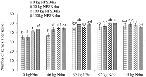 Figure 5. Interaction effect of blended NPSB and N fertilizers on number of kernels per spike of durum wheat combined in 2017–2019. c–f = cdef; a–d = abcd, etc.