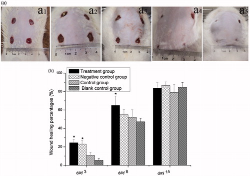 Figure 7. (a) Picture of rat wound dressing pharmacodynamics experiment at 1, 3, 8, 11 and 14 d after application of injury; (b) Wound healing percentages for different groups.