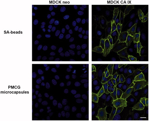 Figure 5. Immunofluorescence analysis of CA IX localization. MDCK CA IX as well as MDCK neo cells were stained with cultivation medium obtained after encapsulation of M75 antibody into both SA-beads as well as PMCG microcapsules followed by Alexa Fluor 488-conjugated secondary antibody. The positive CA IX-specific immunoreaction (green color) was localized at the cell membrane of the MDCK CA IX cells. Empty-vector transfected MDCK cells (MDCK neo) were negative. Cell nuclei were stained using DAPI (blue color). The scale bar is equal to 20 μm.