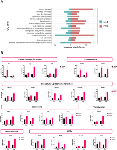 Figure 5 SA upregulates genes associated with the skin barrier. (A) Barrier-related significantly enriched GO terms between the 5%SA group and the control group. Green bars represent day 14, and red bars represent day 28. (B) Barrier biomarkers show greater differential expression across 5% SA vs the control group.