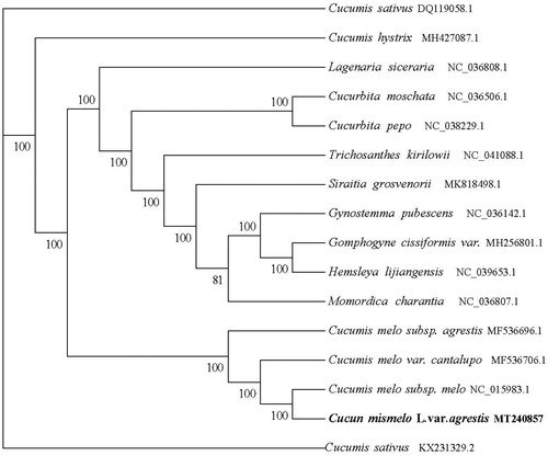 Figure 1. Phylogenetic tree reconstruction of 15 taxa based on the whole cp genome sequences.