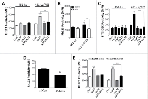 Figure 7. Extracellular ATP promotes cellular uptake via P2RX7. 451Lu and 451-Lu/Res were treated with 50 µM ATP for 24 h alone or in combination with 10 µM A740003 (A74) and Rh123 (2 µM for 1 h) positivity assessed by flow cytometry (A). 451-Lu isogenic cells were exposed to 2 µM Rh123 alone or in combination with APY (2 U/ml, overnight pre-incubation) for 1 h and uptake assessed (B). 451Lu and 451-Lu/Res cells were treated with 50 µM ATP for 24 h alone or in combination with 10 µM A740003 (A74) and FITC-dextran (C, 40 µg/ml for 2 h) uptake assessed by flow cytometry. 451-Lu/Res cells harboring shCon compared with shATG5 were analyzed for Rh123 uptake potential at basal conditions (D) or following exposure to 50 µM ATP alone or combined with 10 µM A74 (E). Data are the mean ± SD of 3 independent experiments. * = P < 0.05, ** = P < 0.01, *** = P < 0.001. MFI, mean fluorescence intensity.