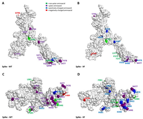 Figure 5. Representation of the differences between the WT (taken from PDB code: 6ZDH) and the XF variant of SARS-CoV-2 Spike protein. Due to the lack of experimentally resolved structure of the SARS-CoV-2 XF variant, the three-dimensional structure represented was obtained from the wild-type S protein coming from PDB code 6DZH, and then manually mutating the residues involved in the mutations (exploiting the MOE “Protein builder” tool). Panels A and B offer a front view of the comparison between the structures, while panels C and D shift the point of view to the bottom of the proteins. To give a clearer view of the mutations, only one monomer was considered to create the image. The amino acids involved in mutations are labelled in the figure and are coloured based on their kind, following the legend reported in panel A. Specifically, Gly, Ala, Val, Leu, Ile, Pro, Cys, Met, Phe, and Trp are considered non-polar amino acids (green), Asp and Glu represent the negatively-charged aminoacids (red), and Lys, Arg, and His form the positively-charged aminoacid group (blue). Finally, Ser, Thr, Asn, Gln, and Tyr are all considered polar amino acids (purple). All images were created and rendered using the Molecular Operating Environment (MOE) suite.