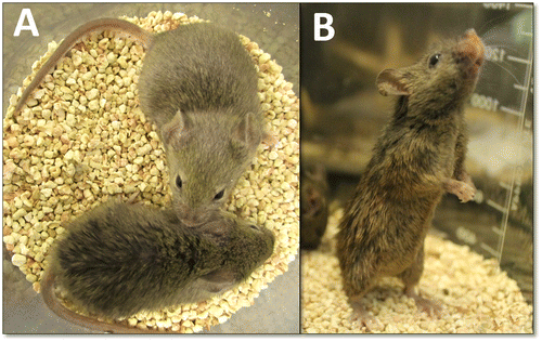 Figure 1. The rough fur phenotype. (A) A 60-day-old mutant (ruf/ruf) female is shown (bottom) with a phenotypically normal (heterozygous) sister (top). (B) The same mutant female is shown, standing upright.