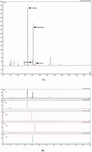 Figure 1. (A) GTE fingerprint, (B) GTE fingerprint and marker compounds (i) GTE, (ii) caffeine, (iii) catechin, (iv) epigallocatechingallate, and (v) epicatechin.