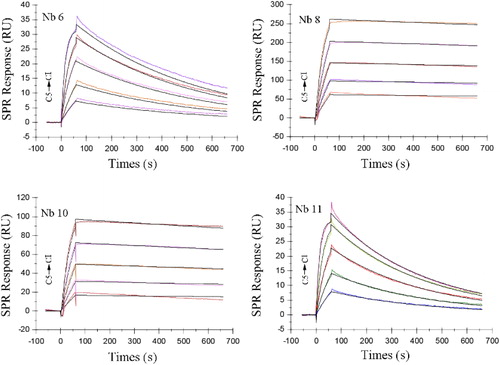 Figure 4. Affinity assay of Nbs binding to PEA.Note: KD data between PEA and Nbs was obtained using Biacore T100 instruments. Four of the 12 Nbs showed strong binding activity to PEA antigen. Nb6, Nb8, Nb10 and Nb11 were immobilized on the chip surface and PEA dissolved in PBS at respective concentrations of 80, 40, 20, 10 and 5 μg/mL (C1–C5) were injected.