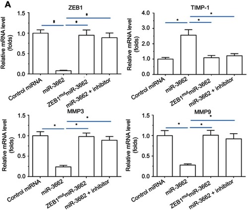 Figure 5 miR-3662 inhibits invasive growth-related genes’ mRNA expression in A375 cells. mRNA levels of (A) ZEB1, (B) TIMP-1, (C) MMP3, or (D) MMP9 shown as mean ± SD, in A375 cells infected with control miRNA, miR-3662, miR-3662+ ZEB1Mut, or miR-3662+ miR-miR-3662 inhibitor. *P<0.05.