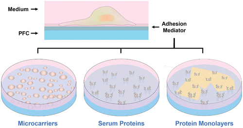 Figure 13. Ostensibly, liquid-liquid interface culture (LIC) involves cell adhesion and growth at the interface between a perfluorocarbon (PFC) and culture medium; but cells actually adhere to molecules adsorbed at the interface. Reported adhesion mediators include emulsion-based microcarriers, serum proteins recruited from medium, and pre-assembled protein monolayers.
