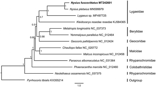Figure 1. Bayesian phylogenetic tree inferred from the concatenated nucleotide sequences of 13 mitochondrial protein-coding genes of 12 Lygaeoidea. Numbers at the nodes are posterior probabilities.