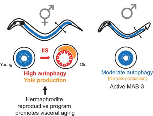 Figure 1. Autophagy promotes aging in a gender-specific manner in C. elegans. High autophagy in the gut (blue) allows adult C. elegans hermaphrodites (left) to produce more yolk and maximize reproductive output. However, it leads to senescent gut atrophy (red) and yolk steatosis (orange). This is driven by an IIS-activated reproductive program that is repressed in males (right) by mab-3 activity.