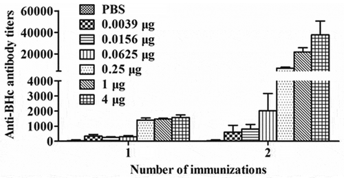 Figure 3. Anti-BHc antibody titers in mice vaccinated with one or two doses of BHc formulated with aluminum hydroxide adjuvant. Mice were immunized one or two doses with 0.039 μg to 4 μg of BHc formulated with aluminum hydroxide adjuvant. Sera form individual mice from each group (n = 5) three weeks after final immunization were collected and specific antibody titer were analyzed by ELISA. Serum sample from individual mice sere assayed and the geometric mean titer (GMT) was calculated for each group.