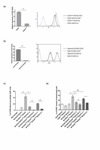 Figure 7. Down-regulation of CD47 expression in human ovarian cancer cells showing stemness rendered the vulnerability to macrophage engulfment. (a) Significant decrease on CD47 expression was noted in isolated CD24−/low human ovarian cancer cell SKOV3 (for mRNA, p < .001 and surface protein), which exhibited stem cell-like characteristics (see Fig S2). (b) Quantitative PCR and flow analysis demonstrated CD47 expression is down regulated in spheroid OVCAR3 cells with stemness characteristics (shown in figure S3). p < .0001, CD47: stained with CD47 antibody. (c) Data shows that increased phagocytosis of macrophage (m) on CD24−/low SKOV3 cells (indicated by CFSE-stained human macrophage cell U937; 9.67% vs 43.35%, CD24+ vs CD24−/low SKOV3 cells, p < .01) was abrogated by CD24+ SKOV3 cells (43.35% vs 11.94% in CD24−/low [CFSE-stained] versus CD24−/low SKOV3 cells [CFSE-stained] mixed with CD24+ SKOV3 [CFSE-unstained], p < .01). The stained macrophage was disproportionally decreased when more CD24+ SKOV3 cells were added (11.94% to 1.45%, 1:1 versus 5:1, p < .001). (d) Statistical bar graph shows percentage of apoptotic CD24−/low SKOV3 cells (CFSE+ Annexin V+ cells) was much more than that of CD24+ SKOV3 cells when they were co-cultured with macrophage (M) (14.04% vs 6.05%, p < .01), and apoptotic CD24−/low SKOV3 cells significantly decreased when mixed with CD24+ SKOV3 cells (14.04% vs 7.85%, p < .01). The number of CFSE & Annexin V-stained cells were further lessened when more CD24+ SKOV3 cells was added (7.85% to 5.01%, 1:1 versus 5:1, p < .05). #p < .05, *p < .01, **p < .001, ***p < .0001, NS: not significant.