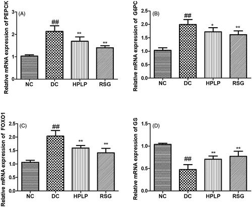 Figure 5. Effect of PLP on hepatic glucose metabolism-related gene expression levels in db/db mice. The relative mRNA levels of PEPCK (A), G6PC (B), FOXO1 (C), and GS (D) in the liver. Data are shown as the mean ± SD (n = 6). ##p < 0.01, DC group vs. NC group; **p < 0.01, drug-treated group vs. DC group.