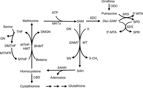 Figure 2 Methionine metabolism.