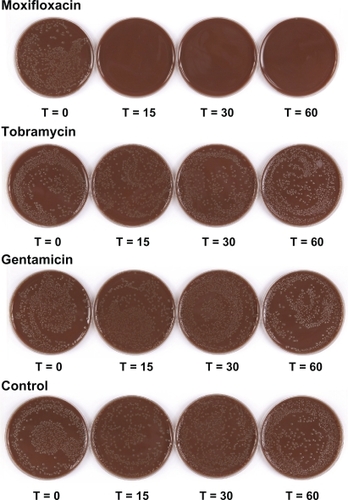 Figure 4 Photographs of Haemophilus influenzae (MCC 95018) grown on chocolate agar plates after exposure to 1:1000 dilutions of moxifloxacin (5 μg/mL), tobramycin (3 μg/mL), gentamicin (3 μg/mL), and water control.
