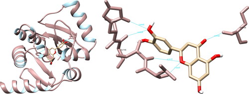 Figure 4. Luteolin interactions with SARS-CoV-2 papain-like protease, visualized in UCSF Chimera. Luteolin formed five hydrogen bonds with amino acids: His45, Gly46, Val49, Ala50 and Ser128.