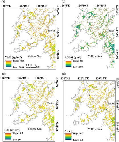Figure 7. Maps of (a) grain yield; (b) above-ground dry mass, AGDM; (c) leaf area index, LAI; and (d) normalized difference vegetation index, NDVI, of classified paddy fields in TaeAn, South Chungcheong Province, Korea, at 57 days after transplanting in 2010.