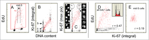 Figure 6. Relationship between expression of Ki-67 protein and EdU incorporation. The cells were exposed to EdU for 60 min, and as in the prior figures the cells incorporating the precursor are gated/colored red (A). Note marked a difference when Ki-67 fluorescence intensity is plotted as integral (B) compared to that when shown as maximal pixel (C). The high intercellular variability and intensity of fluorescence of the Ki-67 maximal pixel plot (C) is due to the punctuate localization of its strong fluorescence in nucleoli. The cells in G1 and G2 with high intensity of maximal pixel of Ki-67 were gated (marked by oval dashed lines) and their representative images are shown on both sides of (C). Note the presence of 2 distinct G1 cell subpopulations, Ki-67 negative (a) and positive (b+c). The cells initiating DNA replication have the intermediate level of Ki-67 expression (c). As in Figures 3 and 4 the mid-S phase cells incorporating EdU cells were gated out (vertical dashed lines in A) and their EdU incorporation was plotted vs. Ki-67 expression to assess the degree of correlation (r = 0.19) between these variables (E). This correlation was stronger when all DNA replicating cells were analyzed (r = 0.47). The DNA frequency histogram of the cells is shown in (D).